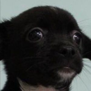 Meet your Posher, Joanna